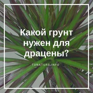 Почва для драцены