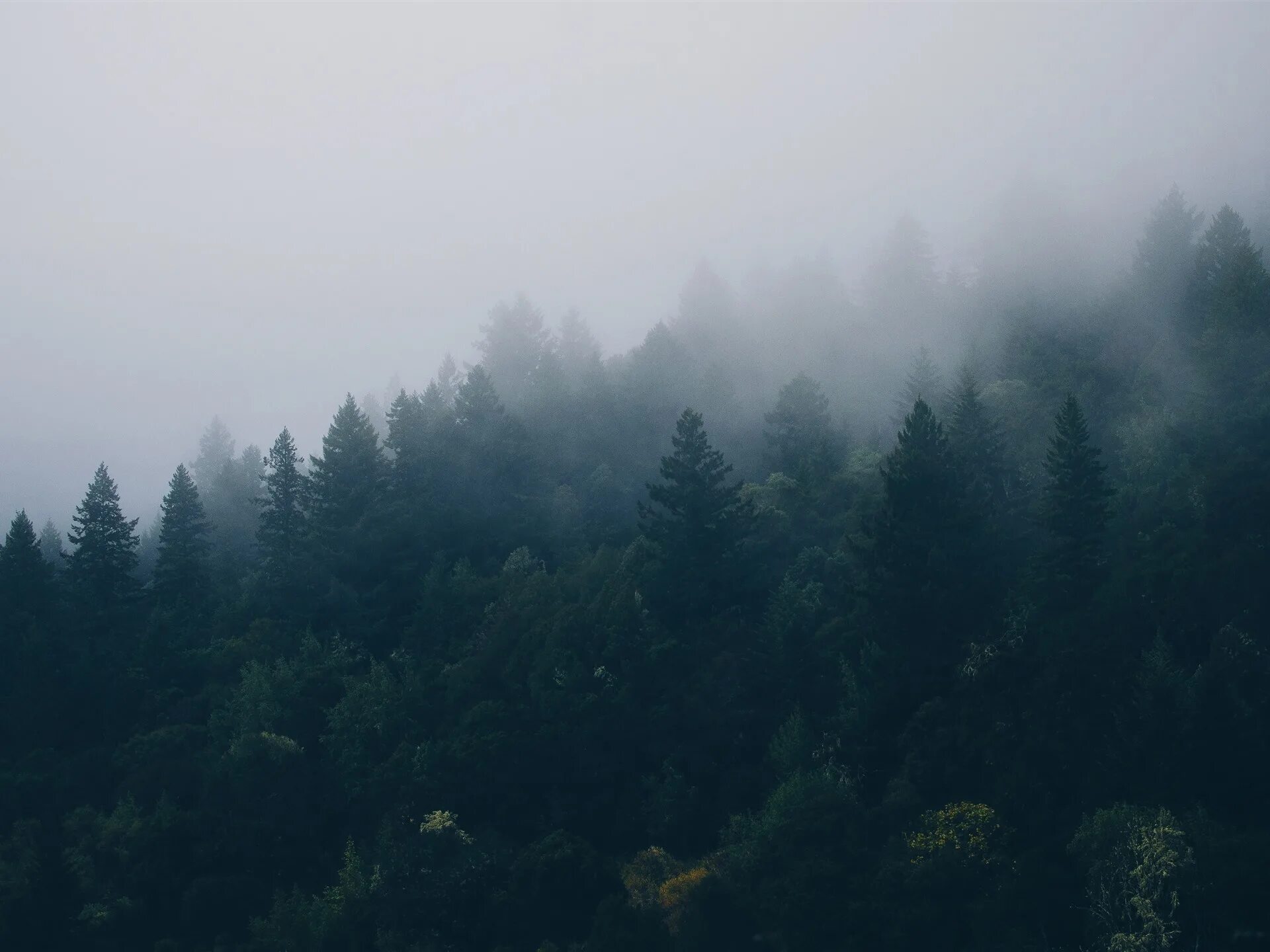 Спокойно ранним утром в глухом лесу впр. Лес в тумане. Горы в тумане.