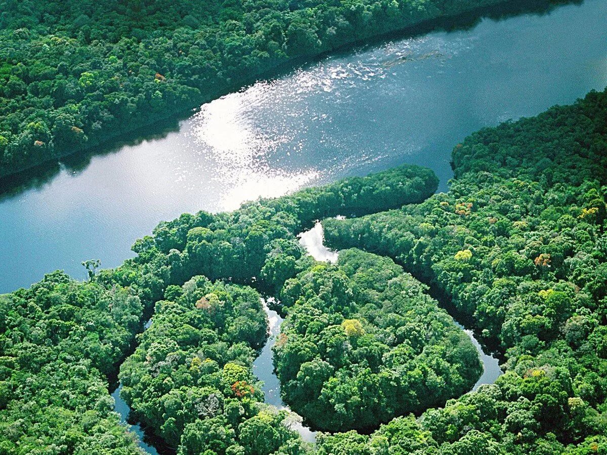 Река на юге страны. Бразилия Амазонская низменность. Амазонская Сельва Бразилии. Река Амазонка в Бразилии. Южная Америка река Укаяли.