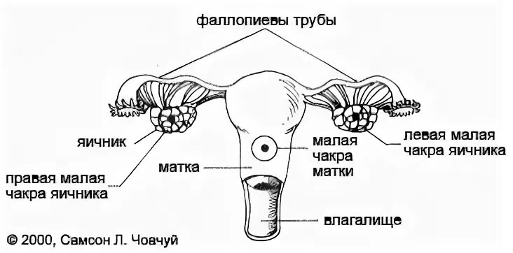 Тест репродуктивная система 8 класс