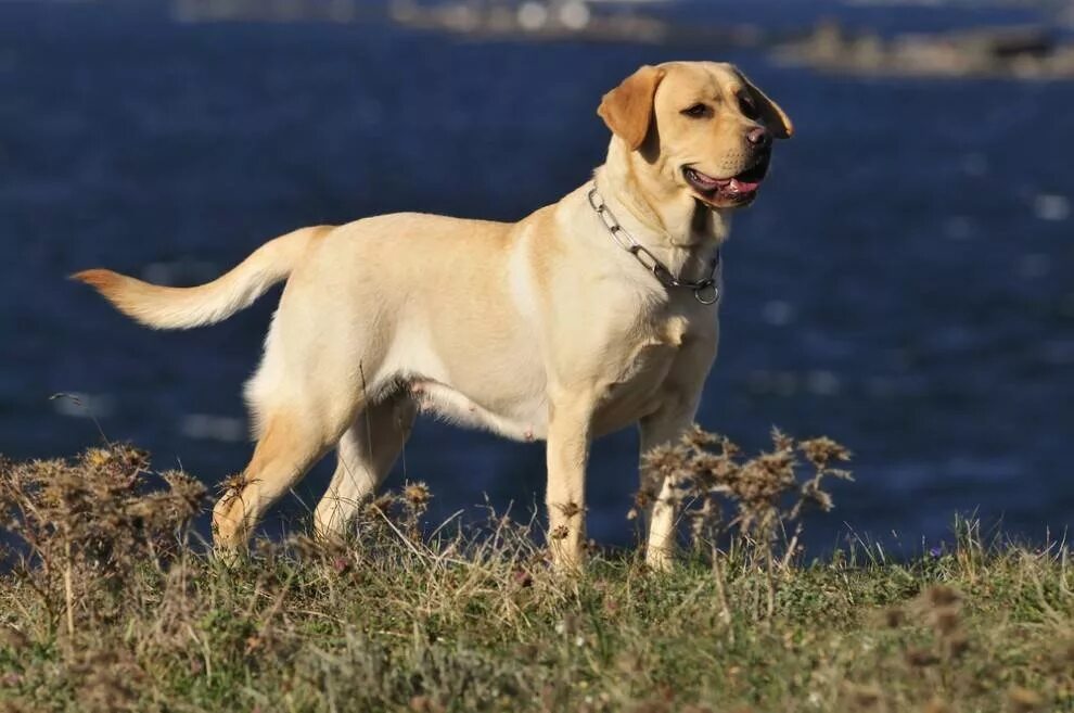 Лабрадор ретривер. Лабрадор ретривер породы собак. Лабрадор-ретривер (Labrador Retriever).. Канадский лабрадор ретривер. Породы собак стран