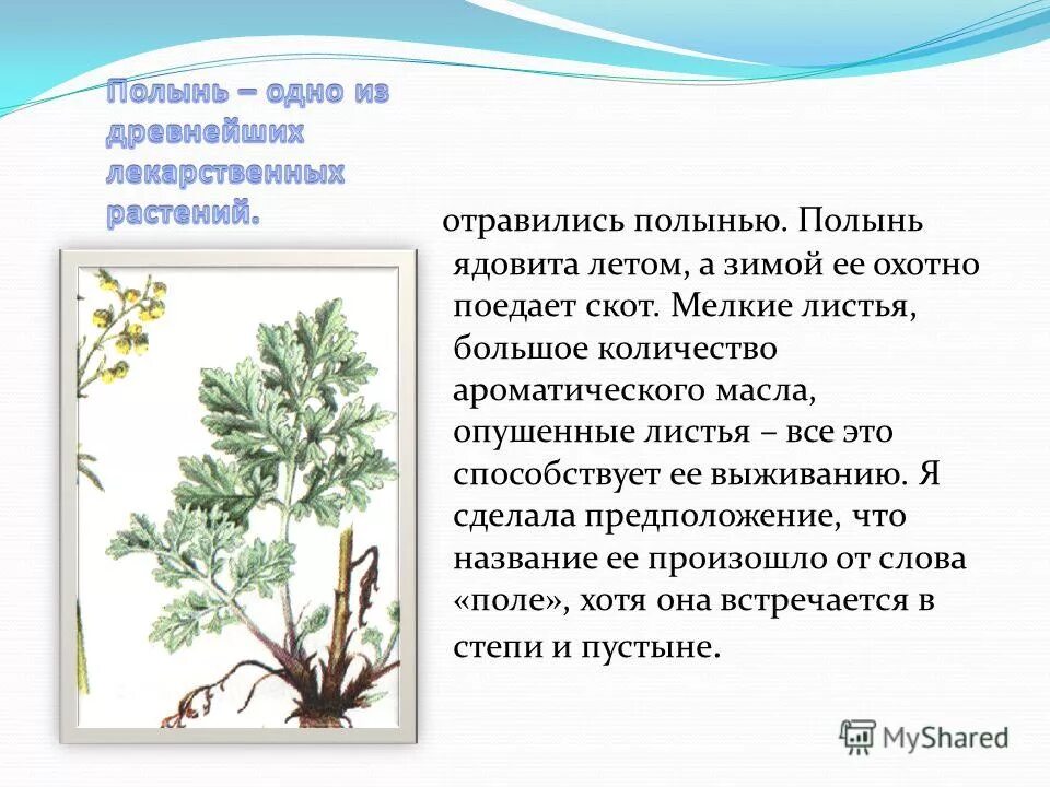 Полынь горькая трава лекарственное растительное. Полыни почему и. Полыни почему и. Лекарственные растения полынь описание. Полынь горькая характеристика растения.