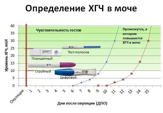 Уровень хорионического гонадотропина. Уровень ХГЧ при беременности в моче. ХГЧ на 3 неделе беременности в моче. ХГЧ по неделям от зачатия в моче. Концентрация ХГЧ В моче.