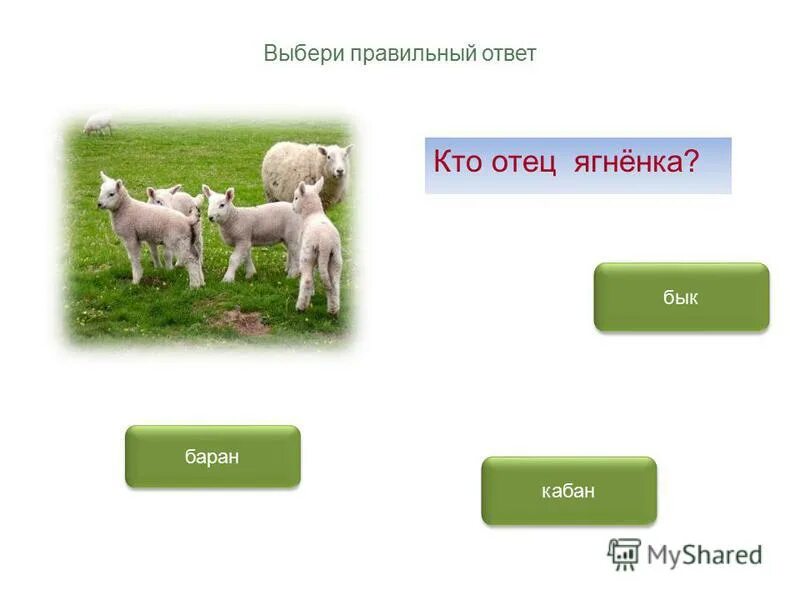 домашниеживотные с детенышамиа. семейство овец. отец ягненка. отец ягненка. овца.