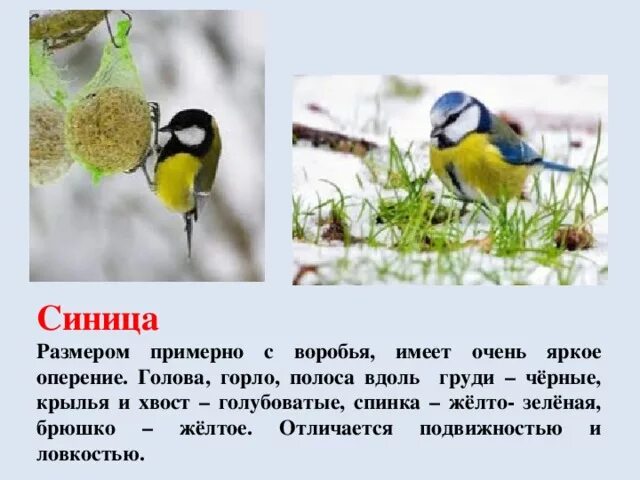 Текст про синицу. Синица краткое описание. Описание синицы. Синичка краткое описание. Синичка размер и цвет оперения.