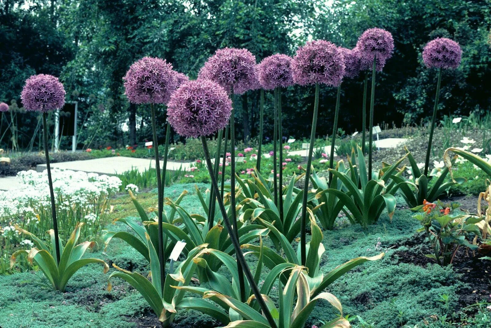 Лук гладиатор. Аллиум rosenbachianum. Лук декоративный аллиум Гладиатор. Аллиум Гладиатор растение. Лук Розенбаха (Allium rosenbachianum).