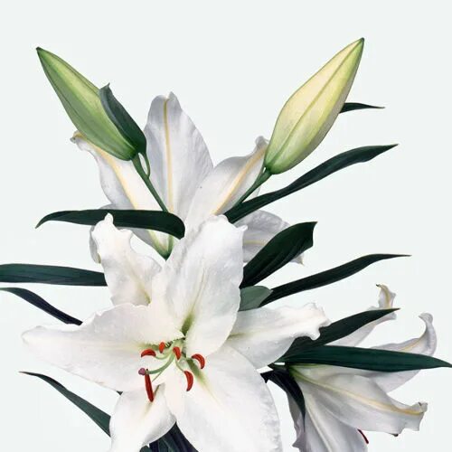 Гравюра Постер на бумаге / Lilies / Лилии купить товары для дома с быстрой доста