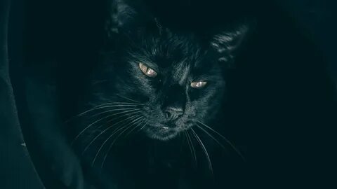 Однажды черный кот