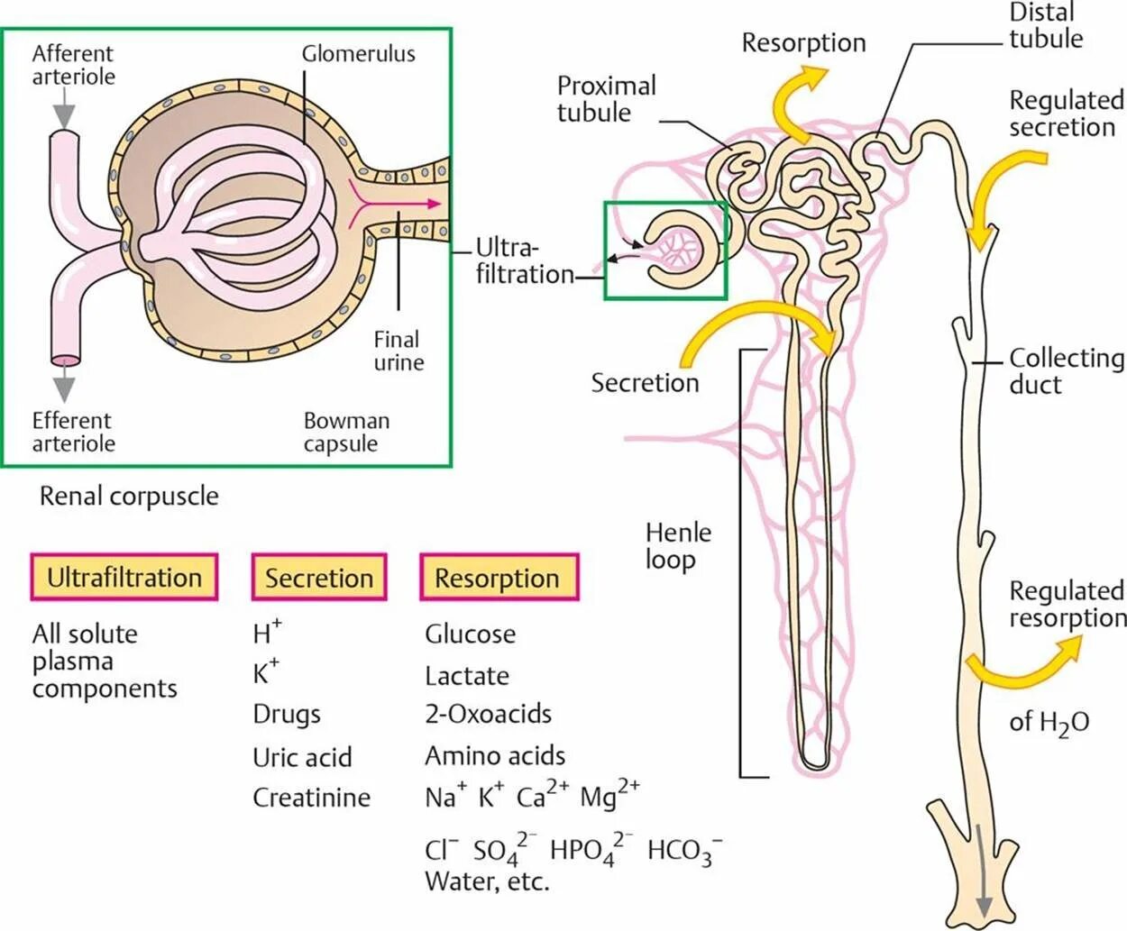 Нефрон ультрафильтрация. Urine formation. Filtration of renal. Secretion of the nephron. Нефрон простагландины.