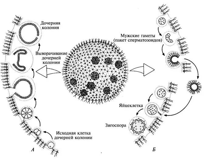 Жизненный цикл вольвокса. Жизненный цикл вольвокса рисунок. Жизненный цикл вольвокса схема. Цикл размножения вольвокса.