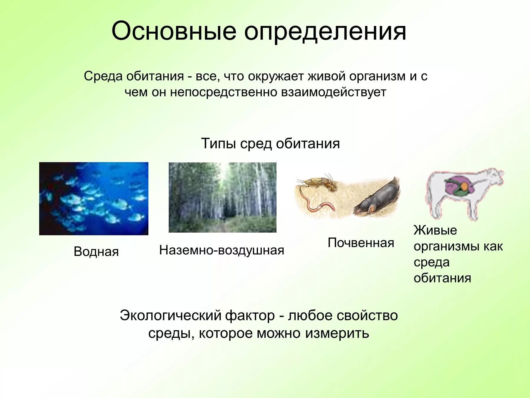 Среды обитания живых организмов. Среда обитания определение и виды. Основные типы среды обитания. Организм и окружающая среда. Тела организмов могут быть средой обитания