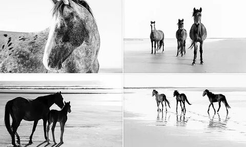 Wild horse islands