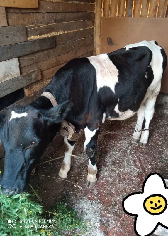 Продается бычок. Бычки помесь холмогор с сименталом. Телята холмогорской породы. Вес крс по возрасту таблица. Теленок 11 месяцев.