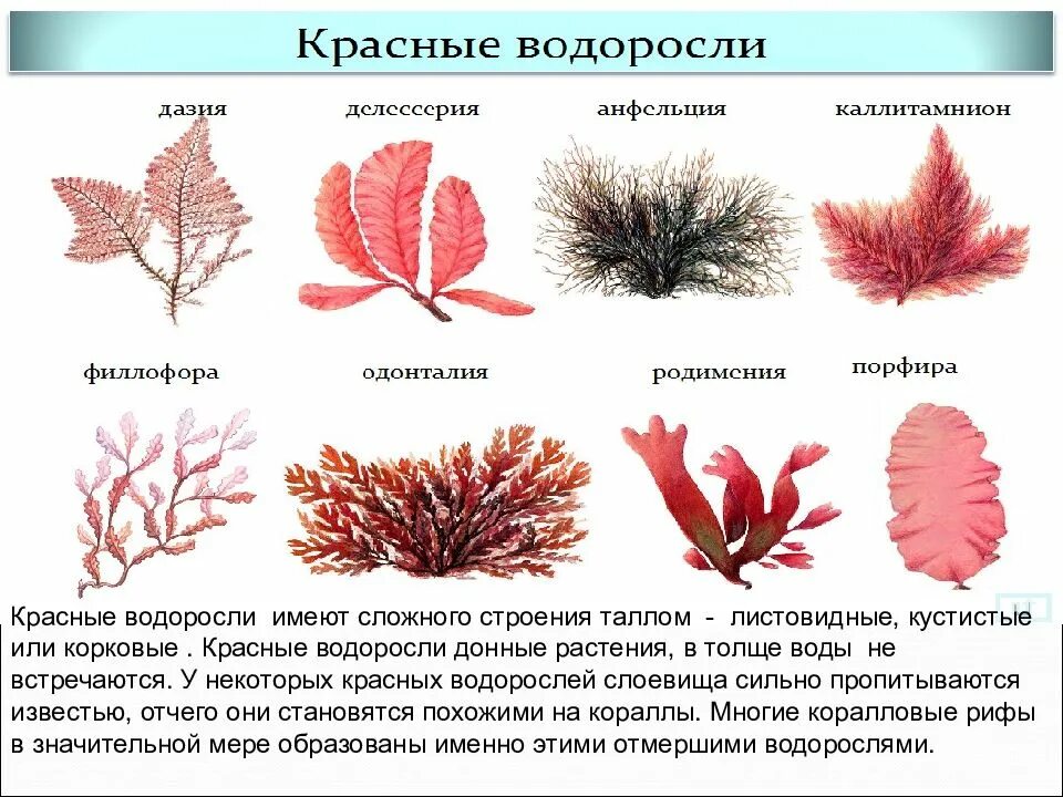 Красные водоросли многоклеточные. Красные водоросли багрянки строение. филлофора водоросль. ламинария порфира. красные водоросли филлофора.