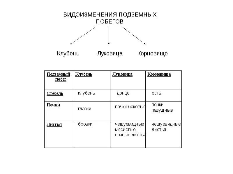 Картинки ТАБЛИЦА ВИДОИЗМЕНЕННЫЕ ПОБЕГИ БИОЛОГИЯ 6 КЛАСС