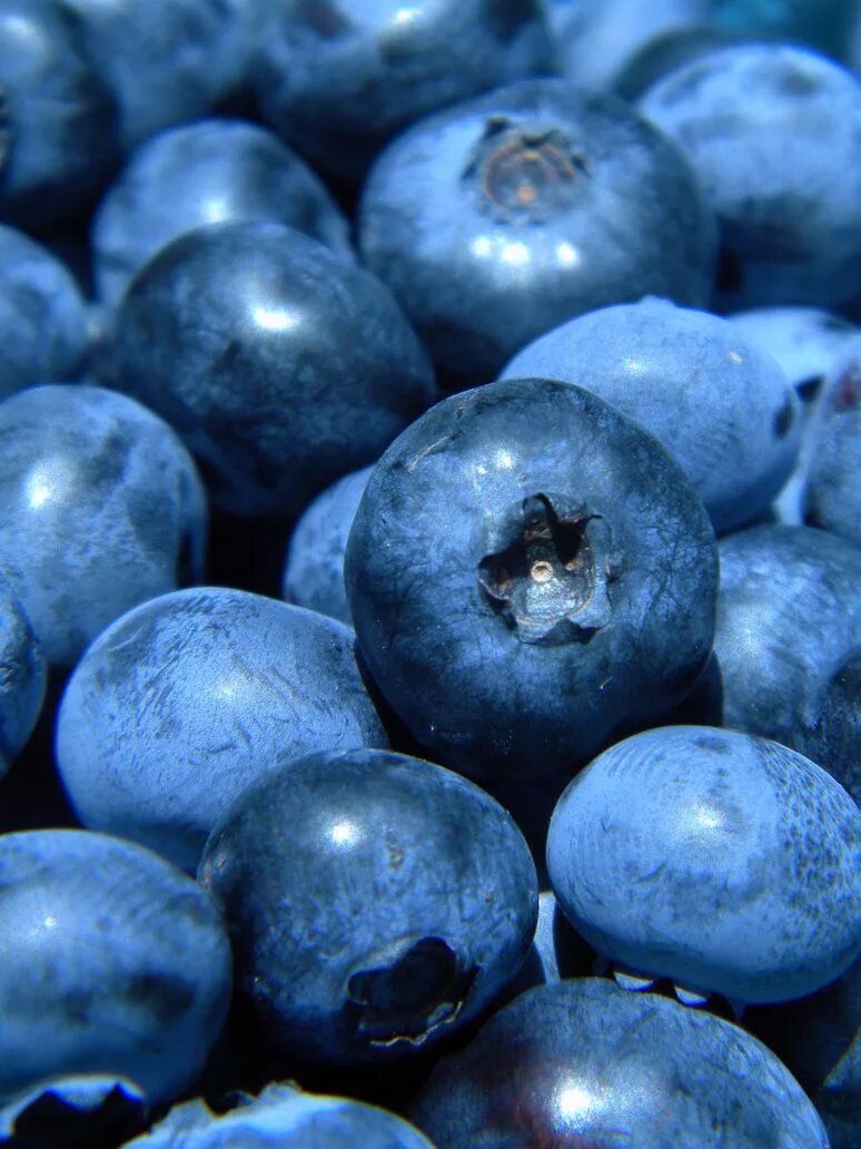 Синий цвет в психологии. Синие малина ежевика. Лазурно голубой цвет. Голубая малина сорт. Синь бывает какой.