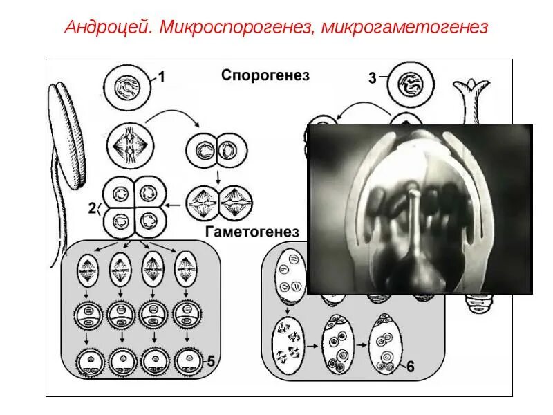 Микроспорогенез мегаспорогенез гаметогенез. Схема микроспорогенеза и микрогаметогенеза у цветковых растений. Микрогаметогенез и макрогаметогенез. Микро и макроспорогенез у цветковых.