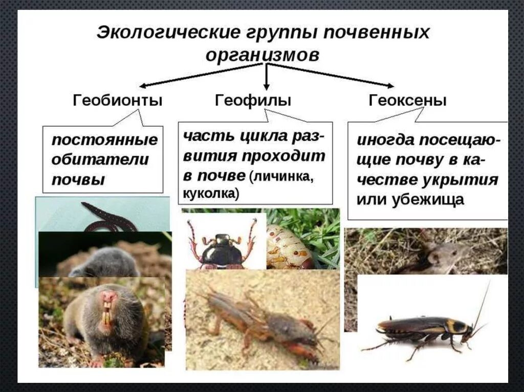 Как живые организмы обитают в почве кратко. Геобионты геофилы геоксены. экологические группы почвенных организмов. экологические группы почвенной среды. экологические группы почвенных животных.
