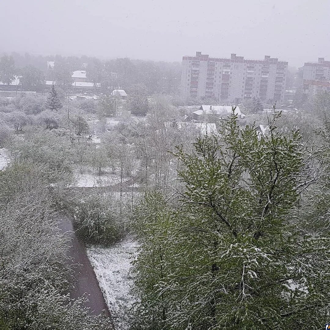 снег в мае в каком году. летний снег. снег в мае в каком году. растения под снегом. снег в мае.