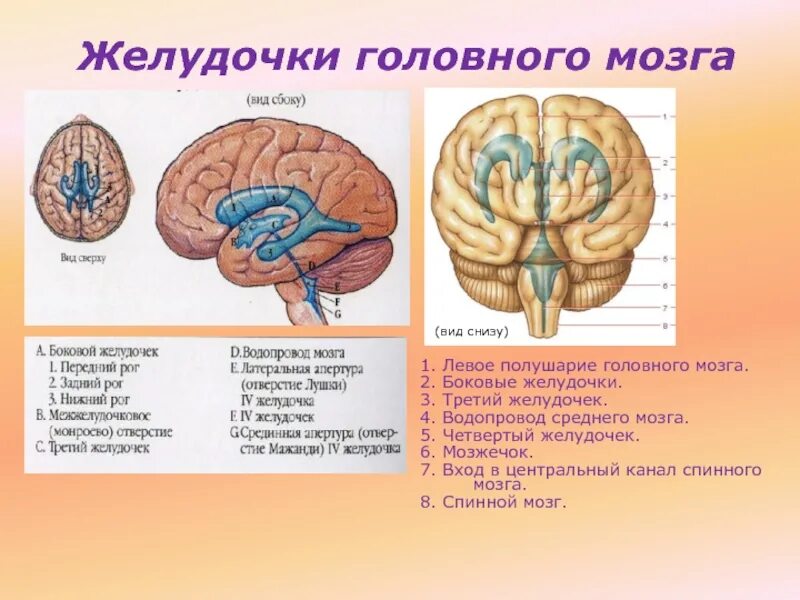 В головном мозге 5 1