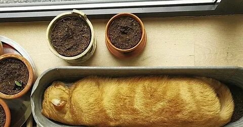 Фото кота батона