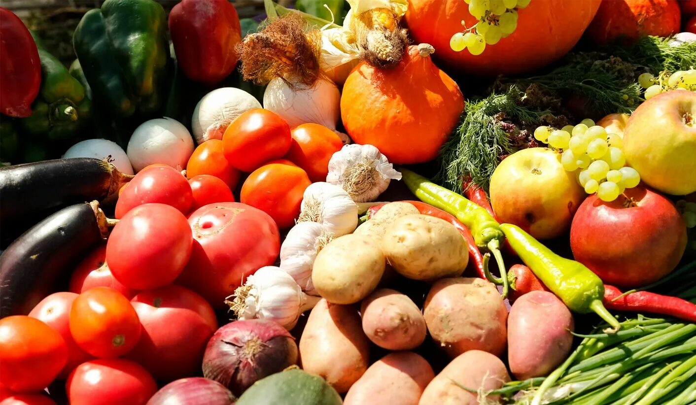 продукты сельского хозяйства. овощи в ящике. сельское хозяйство овощи. продукты овощи. растениеводство овощные.