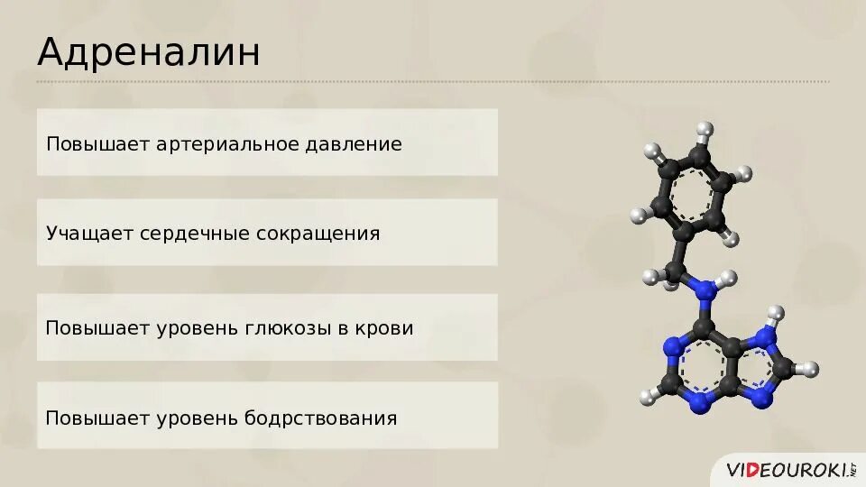 Адреналин повысился. Повышение адреналина. Функции адреналина в организме человека. Адреналин повышает. Роль гормонов в обмене веществ росте и развитии.