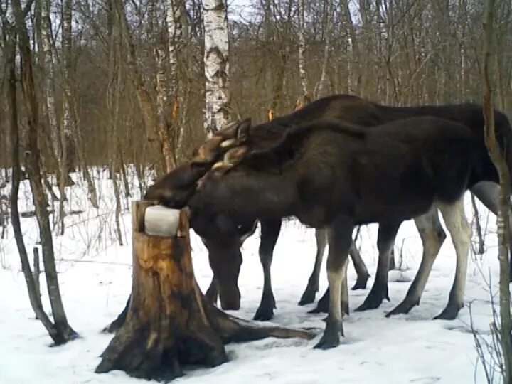 Помощь лосям. Соль лизунец для лося. Кормушка для лосей. Лось зимой. Солонцов для диких копытных животных.