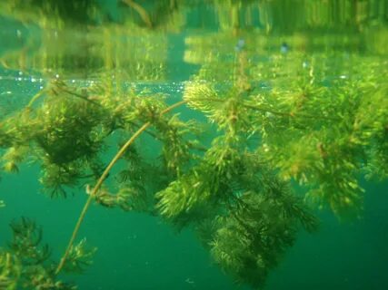 Водоросли обеспечивают