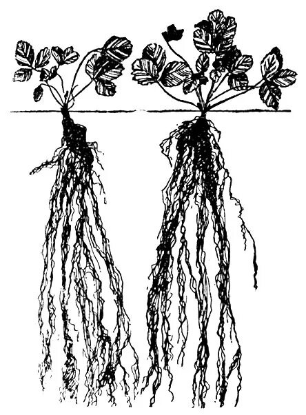 Корневая клубники. Корневая система земляники Лесной. Мочковатая корневая система клубники. Корневая система земляники садовой. Земляника Садовая корень.