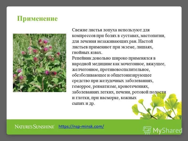 от чего помогает лопуха отзывы. от чего помогает лопуха отзывы. лопух лекарственное растение описание. от чего помогает лопуха отзывы. лопух лекарственное растение.