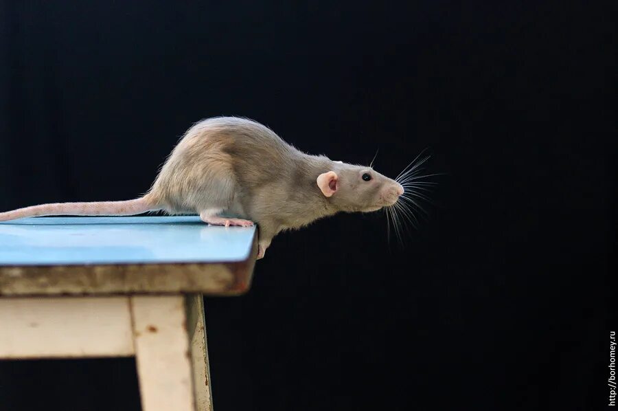 крыса прыгнула. крыса прыгает. летающая крыса. мышь прыгает. Hoplomys gymnurus.