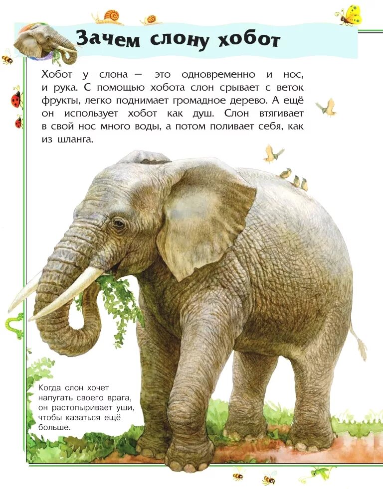 Стих про слона. Детские стихотворения про слона. Стих про слона для детей. Детский стишок про слоника.