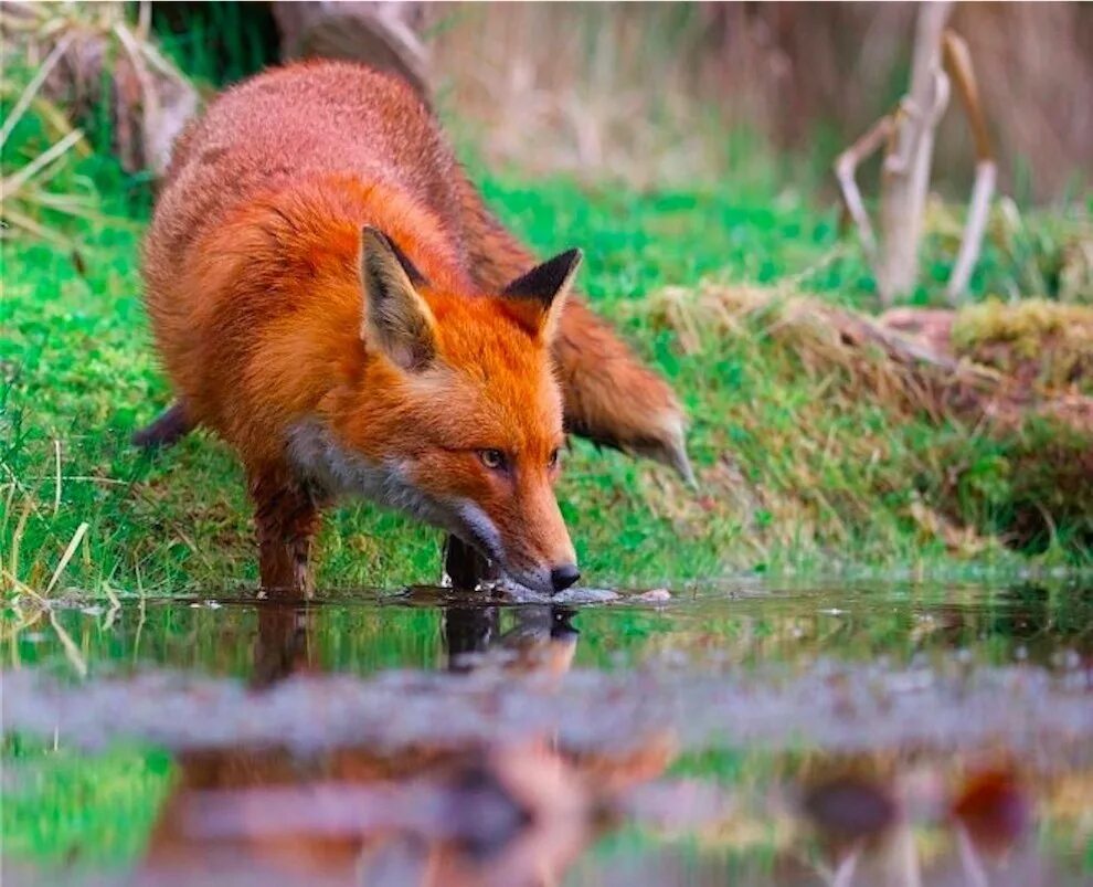 Фокс Хантинг. Спинин Hunter Fox. Vulpea. P Renard. Fox hunting