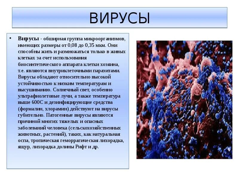 Размерами они способны