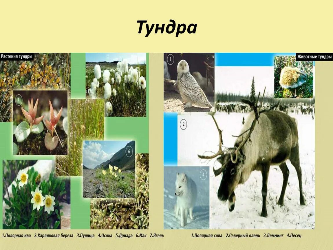 Зона тундры растительность и животный мир