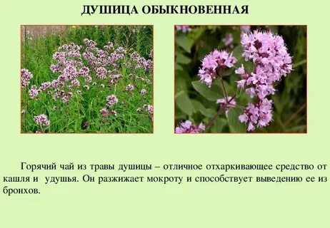 Сообщение про травы