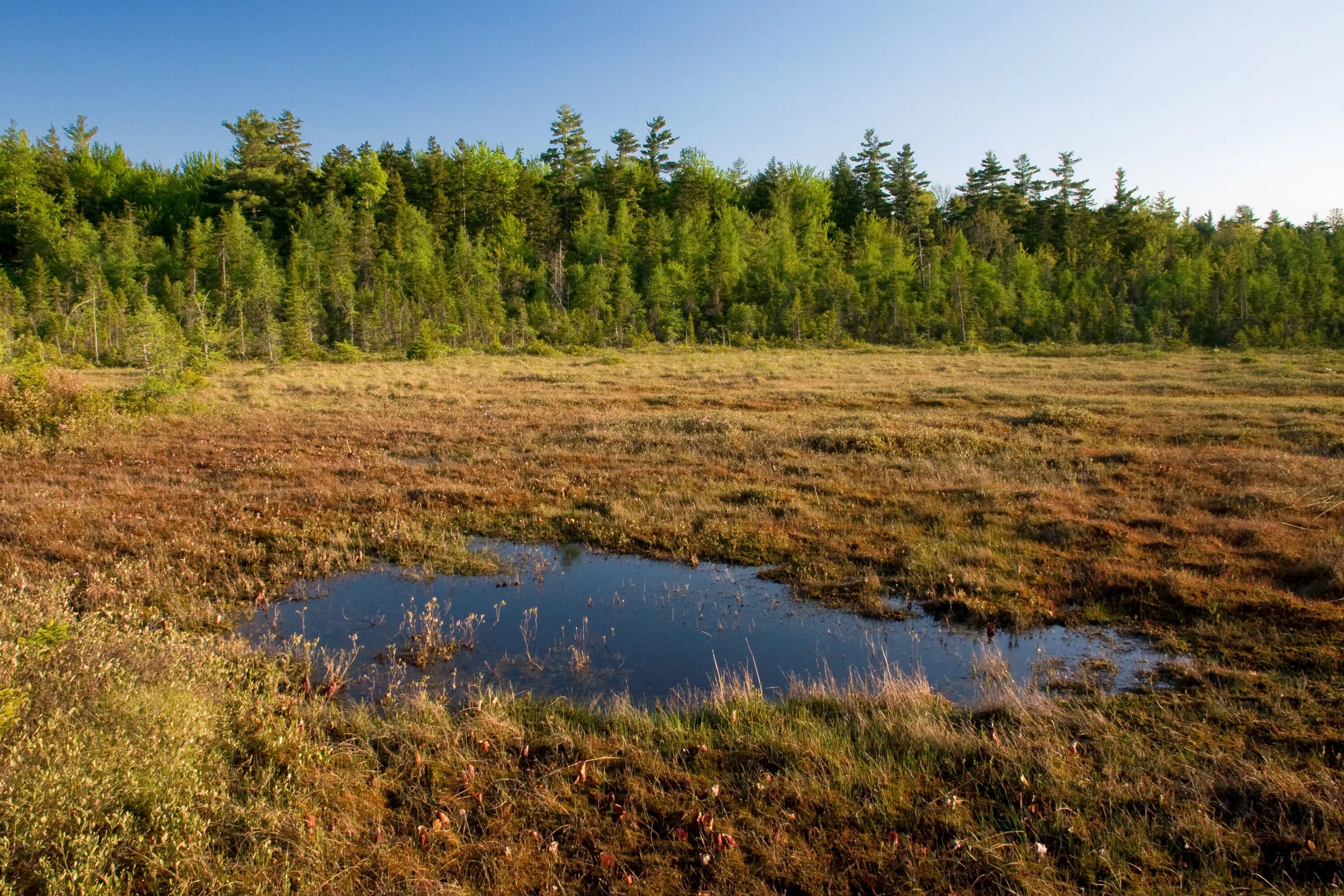 Высохшее болото. Высушенные болота Беларуси. Порзоловское болото. Болото селькясуо. Высушенные торфяные болота.