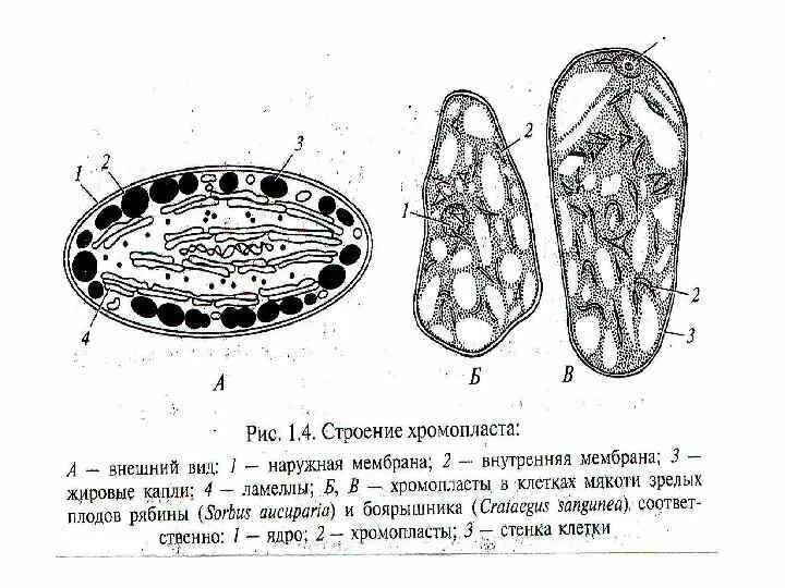 Хромопласты в клетках плодов рябины. Хромопласты строение рисунок. Схема строения хромопластов. Схематическое изображение хромопласты. Клетка мякоти рябины