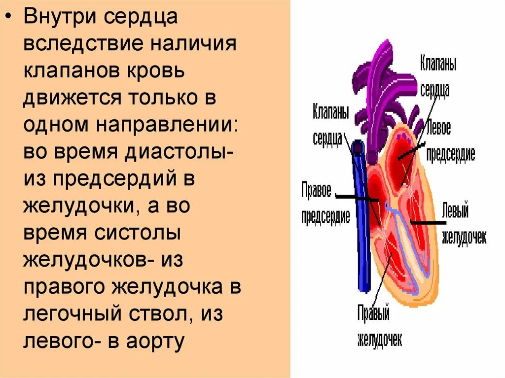 Кровь движется из предсердий в желудочки. Движение крови внутри сердца. Кровь из правого желудочка. Направление движения крови в сердце. Направление крови внутри сердца.