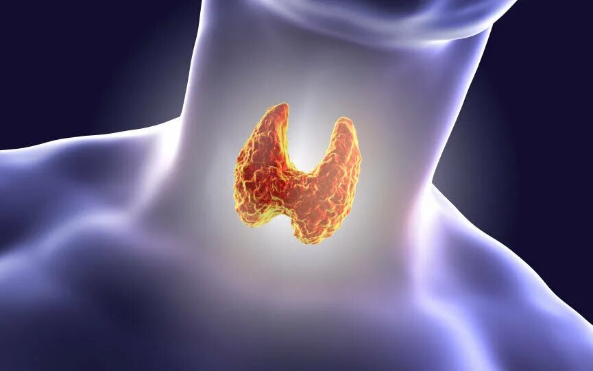 Щитовидная железа и желчный пузырь. Shitovidnoe Jeleza. Аденома щитовидной железы. Здоровая щитовидная железа.