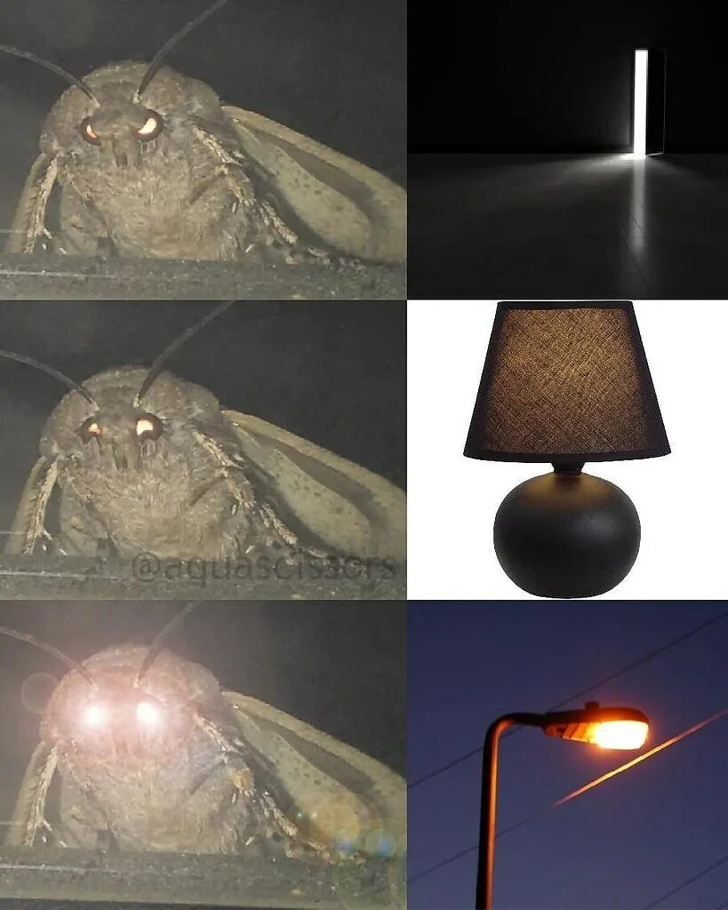 Моль мем. Мотылек и лампа Мем. Мем моль и лампа. Смешная лампа. Мотылёк Lamp.