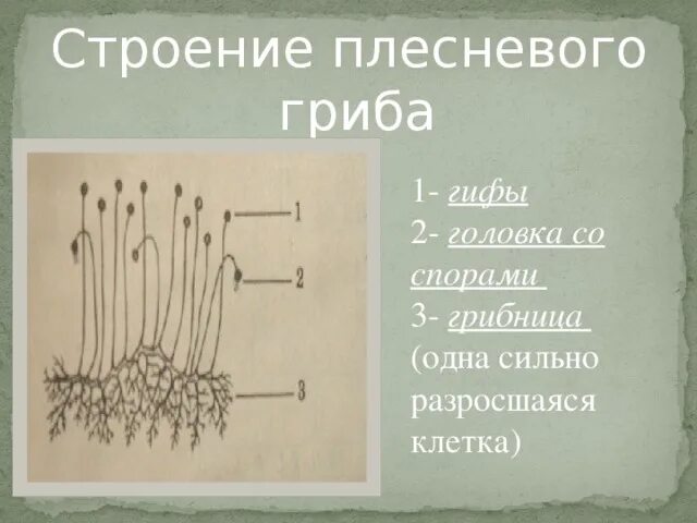 Определите плесневый гриб. Плесневые грибы строение 6 класс. Плесневелый гриб мукор строение. Грибы строение плесневых грибов. Строение плесневого гриба мукора.