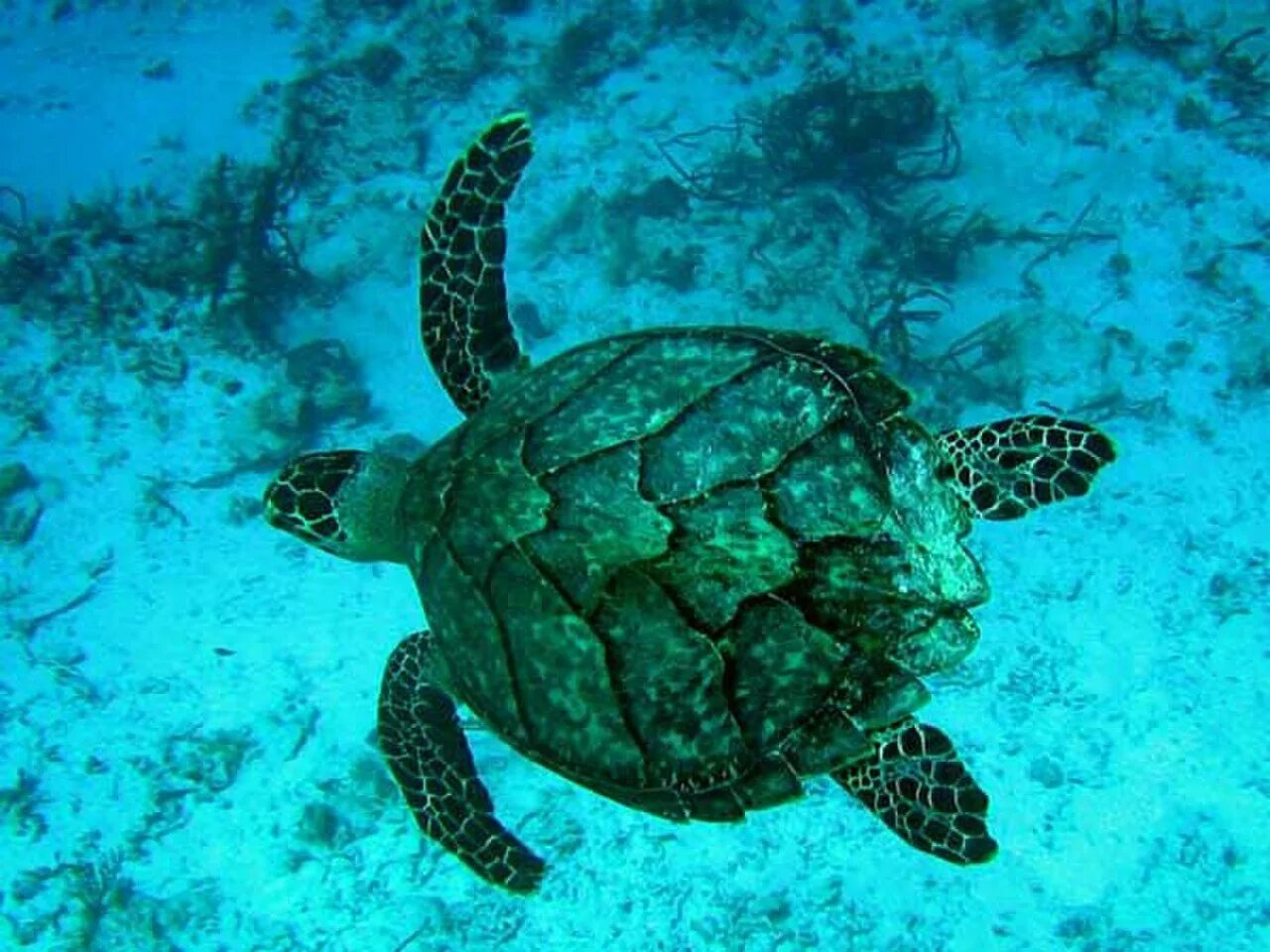 Плавающая в море черепаха 5
