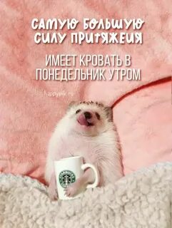 Картинки юмор с добрым утром позитивные прикольные