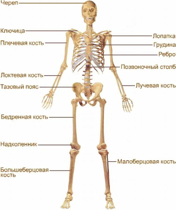 Человеческий скелет название костей. Почему костю назвали костей