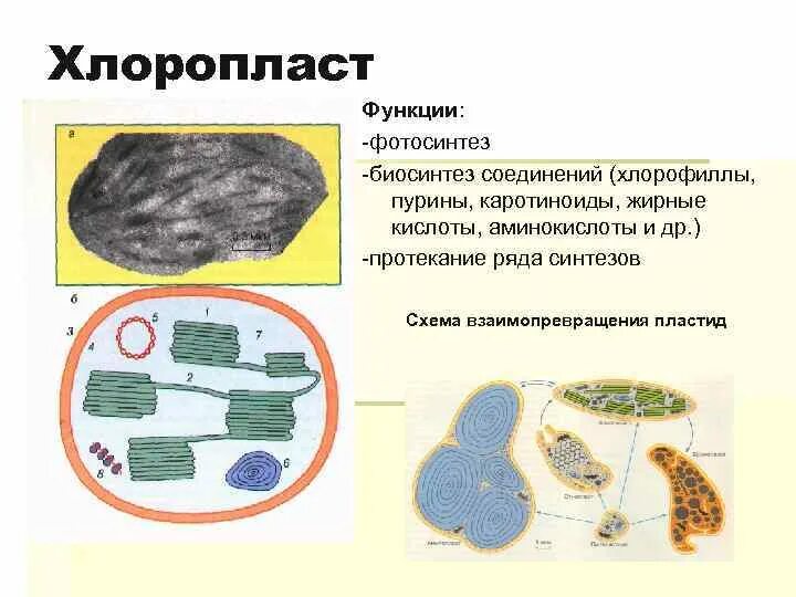 Выберите функцию хлоропластов. Функции хлоропластов 10 класс. Хлоропласты функции. Строение хлоропласта. Хлоропластиды функции.