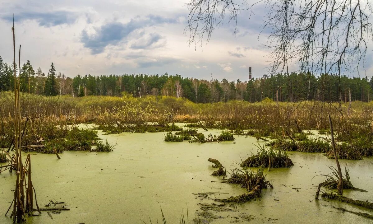 Why do russians continue to swamp
