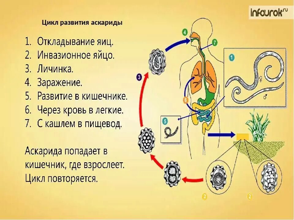 Аскарида строение жизненный цикл. Жизненный цикл аскариды (Ascaris). Тип круглые черви цикл развития аскариды. Жизненный цикл аскариды человеческой схема.