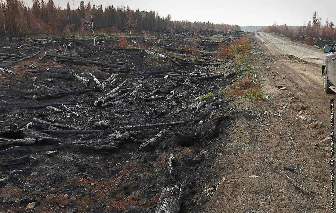 Лес после пожара в Сибири. Сибирский лес после пожара. Тайга после пожара. Сибирская Тайга после пожара. Почему после пожаров